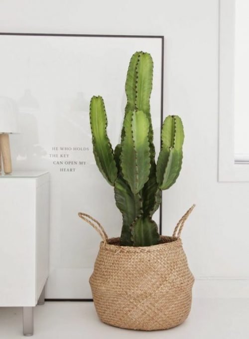 6 RAZONES PARA INCLUIR PLANTAS EN TU DECORACIÓN-20