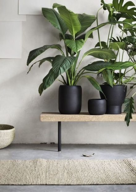 6 RAZONES PARA INCLUIR PLANTAS EN TU DECORACIÓN-3