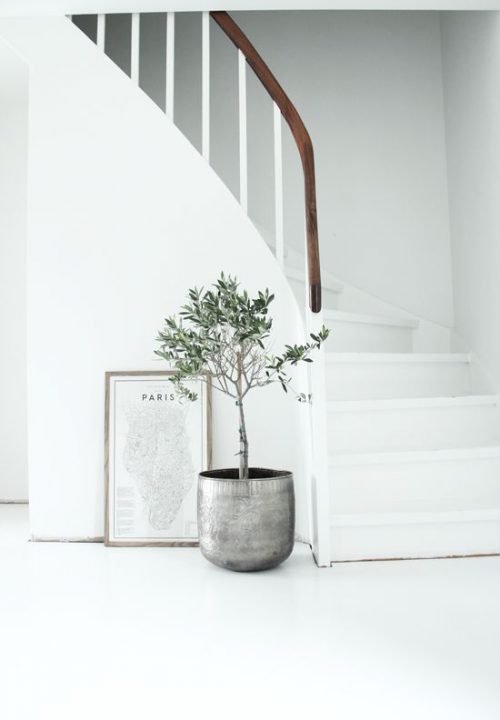 6 RAZONES PARA INCLUIR PLANTAS EN TU DECORACIÓN-6