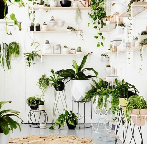 6-RAZONES-PARA-INCLUIR-PLANTAS-EN-TU-DECORACION