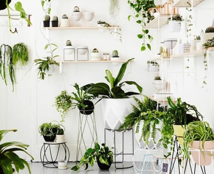 6-RAZONES-PARA-INCLUIR-PLANTAS-EN-TU-DECORACION